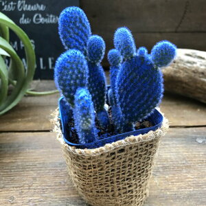 カクタス 花 生花の人気商品 通販 価格比較 価格 Com