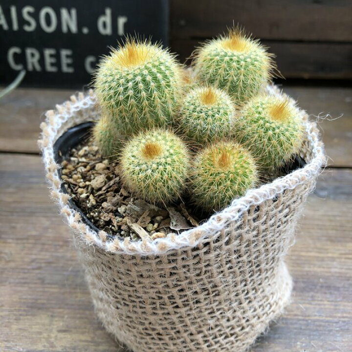 楽天市場 金晃丸 子株いっぱい 黄金のサボテン パリジェンヌ