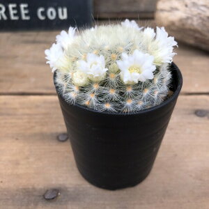 サボテン 花 白 観葉植物の人気商品 通販 価格比較 価格 Com