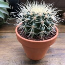 楽天市場 観葉植物 種類 植物 サボテン 人気ランキング1位 売れ筋商品