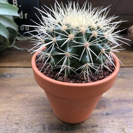 楽天市場 サボテン 金鯱 観葉植物 花 観葉植物 花 ガーデン Diyの通販