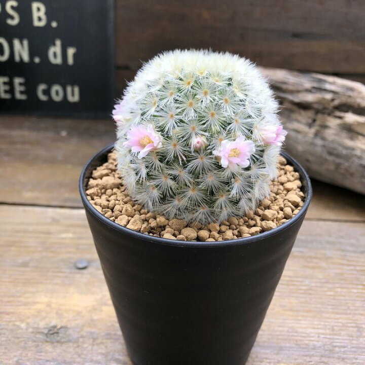 楽天市場 カルメナエ 可愛い ふわふわサボテン 花付き マミラリア パリジェンヌ