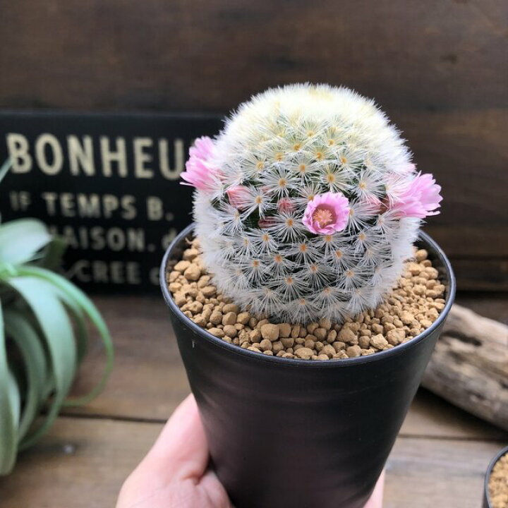 楽天市場 カルメナエ 可愛い ふわふわサボテン 花付き マミラリア パリジェンヌ 楽天市場 カルメナエ 可愛い ふわふわサボテン 花付き マミラリア パリジェンヌ