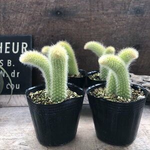 yqfEBeBz qT{e  L̂ j[N ӂӂ̃gQ T{e CeA