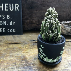 ���� �Z���E�X�@��܂��钌 �d���g�T�{�e�� �d���g�z�����Ă܂�