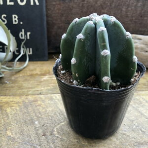 T{e ~jTCY  CeA A K[fjO