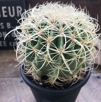 楽天市場】サボテン 棘（花・観葉植物｜花・ガーデン・DIY）の通販