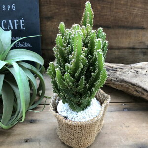 y dgT{e z  ZEX yBiX dgz T{e A ϗtA ~jTCY e[uTCY 킢 IV    ȒP  lC v[g M