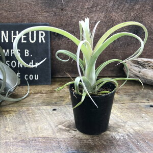  z J[[X 2.5 `hVA GA[vc