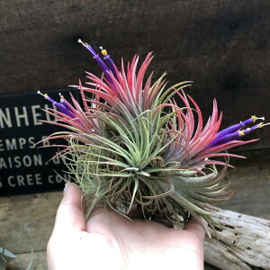 ݂艺 CIi^ ԂGA[vc  A K[fjO