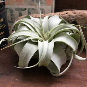 yLZOtBJ TCYz GAvc `WAELZOtBJ  nMO CeAO[