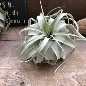 yLZOtBJ@TCYz~jTCY GAvc `WAELZOtBJ  nMO CeAO[