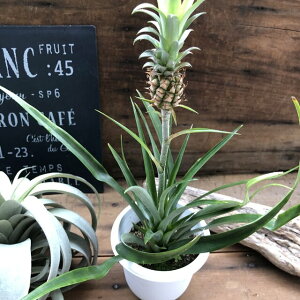 観葉植物 パインの人気商品 通販 価格比較 価格 Com