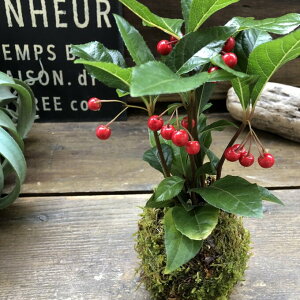 yԂ̑ۋʁz  Ԃ N  a ۋ ϗtA CeA  蕨 Mtg v[g