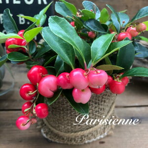 y`FbJ[x[z sN̎ qREW NX}X   񂹐A OhJo[ K[fjO