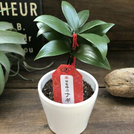 楽天市場 観葉植物 縁起物の通販 楽天市場 観葉植物 縁起物の通販