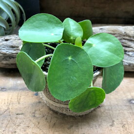 楽天市場 植物 ピレアの通販