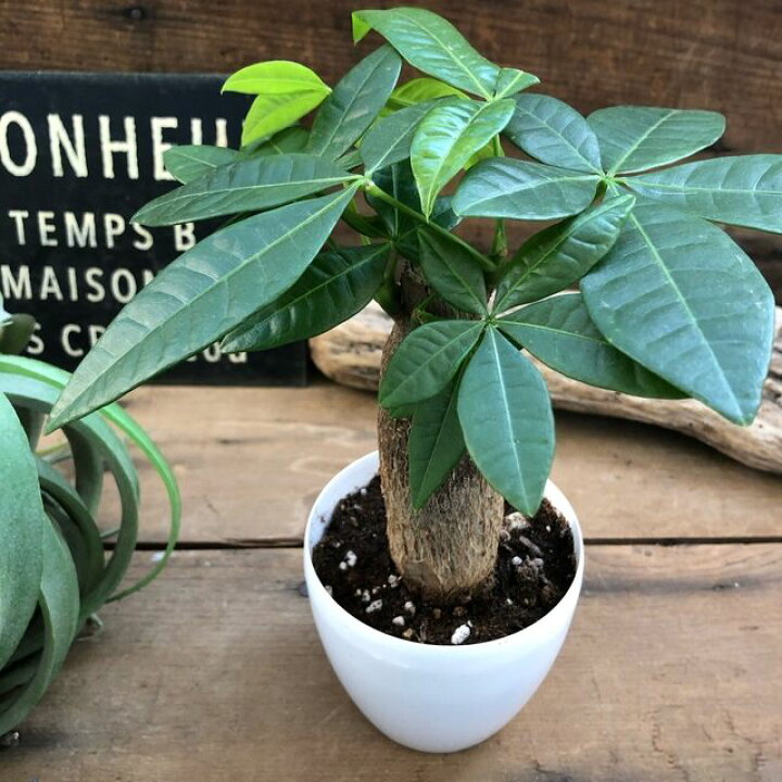 楽天市場 パキラ 観葉植物 存在感あり 金運 マネーツリー Maney Tree 発財樹 風水 運気 幸運の木 リビング ミニサイズ 開店祝い かわいい おしゃれ 室内向き テーブルサイズ 玄関に飾れる 簡単 インテリア 育てやすい 記念品 ギフト プレゼント パリジェンヌ