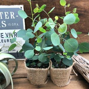 観葉植物 ポポラス ユーカリの人気商品 通販 価格比較 価格 Com