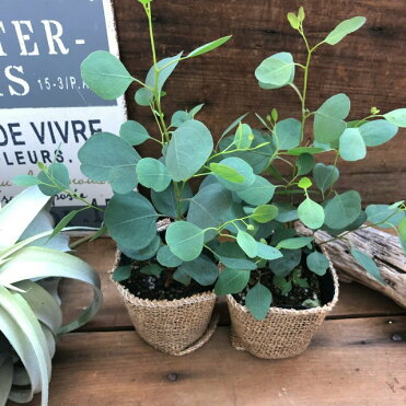 ユーカリ ポポラス 2個セット 花粉症に効く ゆらゆら丸い葉っぱ ガーデニング 観葉植物 Room 欲しい に出会える