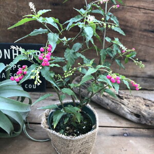 花 桃 鉢植えの人気商品 通販 価格比較 価格 Com 花 桃 鉢植えの人気商品 通販 価格比較 価格 Com