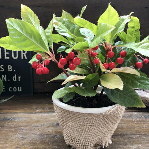 yuREWz Ԃ 킢 N  񂹐A ϗtA a뉀 K[fjO 