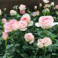 【チュチュ オプティマ】★ ミニバラ 薔薇 バレリーナ かわいい おしゃれ ガーデニング ミニサイズ 小さ…
