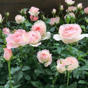 y`` IveB}z ~jo KN o[i 킢  K[fjO ~jTCY    t[ Ă₷ SҌ ϗtA Mtgp v[g 