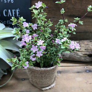 yg傤z 炫 N炫܂ sN̉ 킢 ȉ K[fjO A  Ԗ