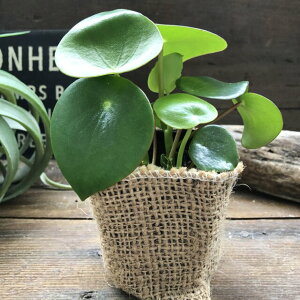 ペペロミア 観葉植物の人気商品 通販 価格比較 価格 Com