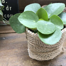 楽天市場 観葉 植物 ピレアの通販