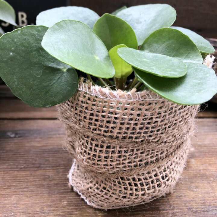 楽天市場 ペペロミオイデス ピレア 観葉植物 ガーデニング パリジェンヌ