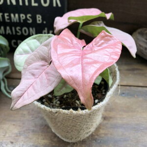 観葉植物 かっこいいの人気商品 通販 価格比較 価格 Com