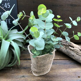 楽天市場 ユーカリ ベイビーブルー 苗の通販