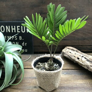 観葉植物 ザミアの人気商品 通販 価格比較 価格 Com