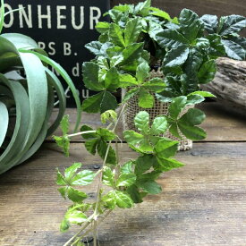 楽天市場 シュガーバイン 観葉植物 花 観葉植物 花 ガーデン Diyの通販