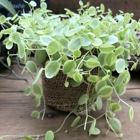 楽天市場 ペペロミア 花 観葉植物 花 ガーデン Diy の通販 楽天市場 ペペロミア 花 観葉植物 花 ガーデン Diy の通販
