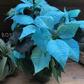 楽天市場 ポインセチア ブルーの通販 楽天市場 ポインセチア ブルーの通販