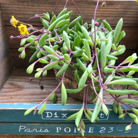 楽天市場 ルビー ネックレス 多肉の通販