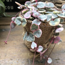 楽天市場 多肉植物 レディハートの通販