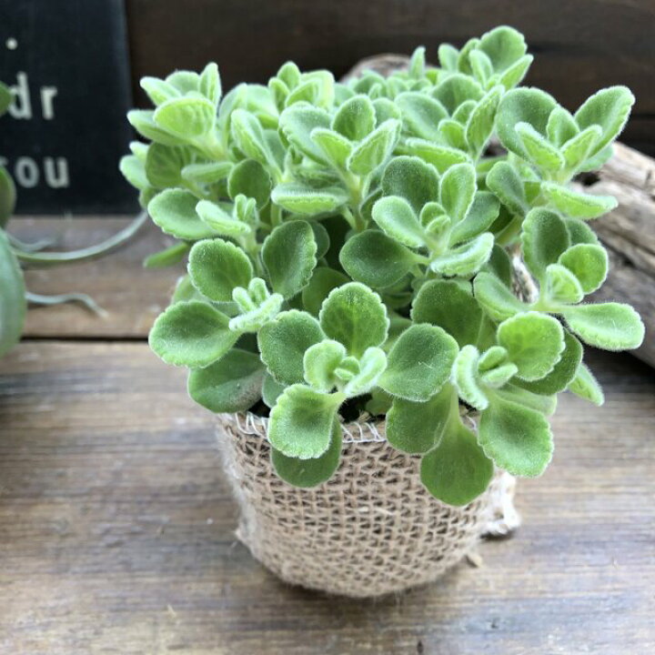 楽天市場 アロマティカス 多肉植物 虫よけ ハーブ 苗 根付き ゴキブリ対策 ミントの甘い香り 芳香 玄関 効能 地植え 花 ３号ポット プレクトランサス 大人気 観葉植物 室内 アロマ 香り セダム かわいい モリモリ 育てやすい 初心者向け 送料無料 パリジェンヌ