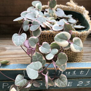 yfB[n[gz n[gJY A n[g^ u`F[ sNF̔  lC Ԍt  fBn[g ϗtA 