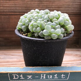 楽天市場 多肉植物 ハオルチア 花 ガーデン Diy の通販