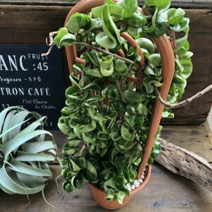 観葉植物 支柱の人気商品 通販 価格比較 価格 Com