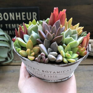 ミニ テーブル かわいい 観葉植物の人気商品 通販 価格比較 価格 Com ミニ テーブル かわいい 観葉植物の人気商品 通販 価格比較 価格 Com