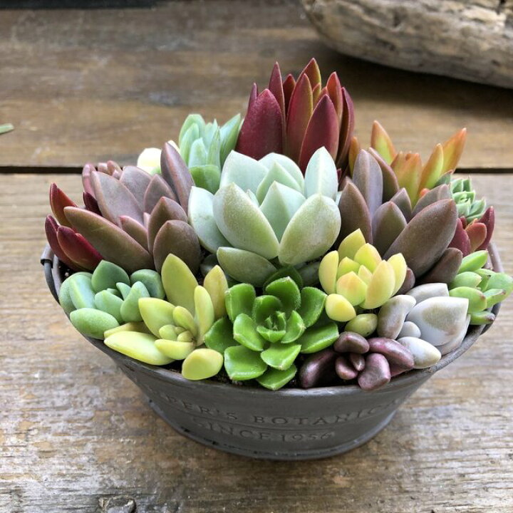 多肉植物 メセン リトープス 品種たくさん 緑セット 国内発送 リトープス