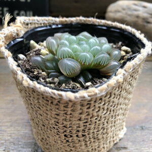 ynI`A Iuc[Tz A     ~jTCY e[uTCY  Y 킢  lC  Ă₷ SҌ 