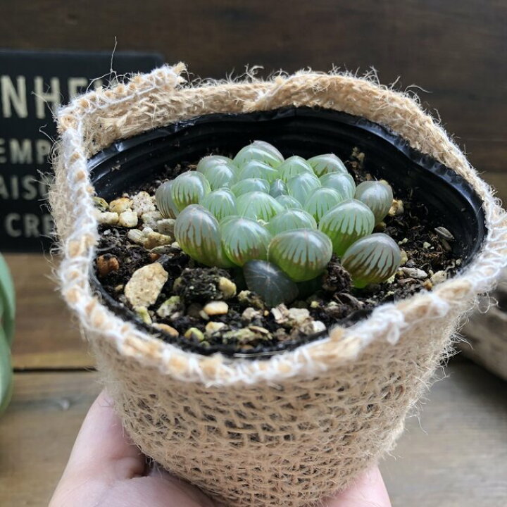 楽天市場 ハオルチア オブツーサ 多肉植物 宝石 透明感 窓 小さな ミニサイズ テーブルサイズ 美しい 綺麗 かわいい おしゃれ 人気 希少 育てやすい 初心者向け 送料無料 パリジェンヌ