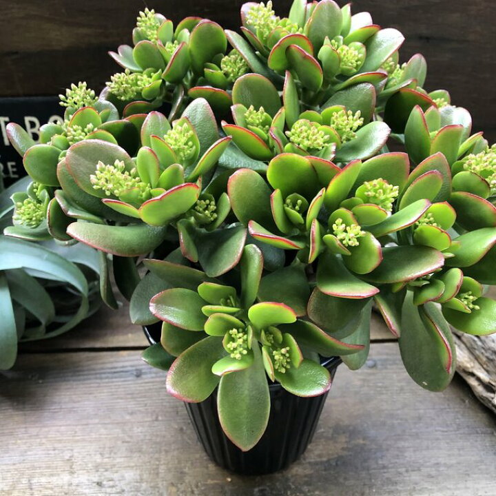 楽天市場 金のなる木 花月 多肉植物 観葉植物 成金草 5号 パリジェンヌ