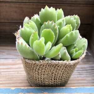 y Fq z R`h A F̎ 킢  CeA K[fjO Ă₷ 